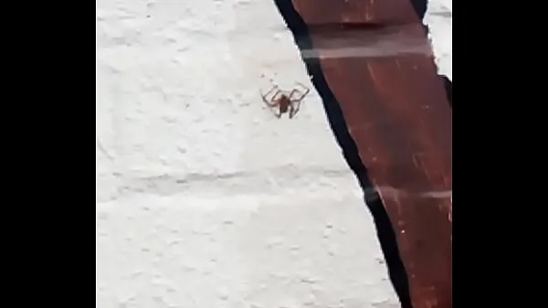 बड़े in. a spiderman ताज़ा वीडियो